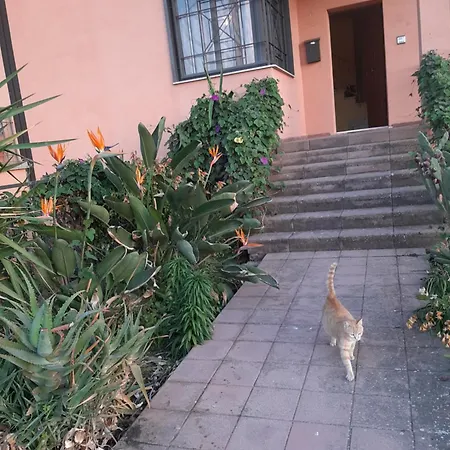 Cat'shouse *